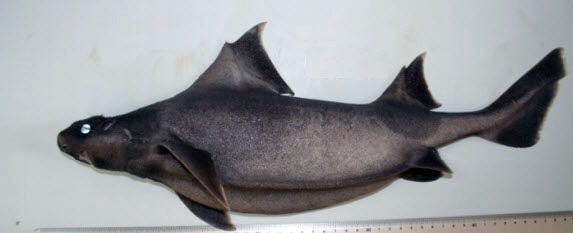 Oxynotus centrina_009.jpg